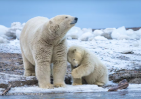 Polar Bear Mother With Cub, Arctic National Wildlife Refuge