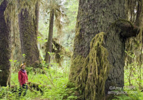 Old-Growth Forest
Rio Roberts
Prince of Wales Island
Tongass National Forest
Alaska
U.S.A.