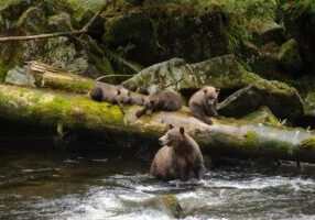 Brown bear sow and cubs in Anan Creek