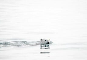 Polar Bear rights free unsplash