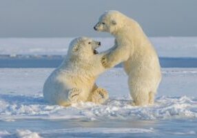 rights free unsplash polar bears