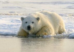 polar bear - rights free - unsplash