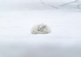 Arctic Fox - Rights Free