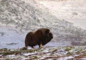 marc-eggert-unsplash-rights-free-muskox
