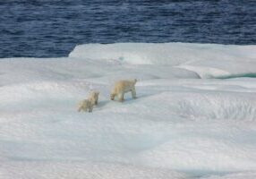 polar bears on ice - NOAA image - no credit needed