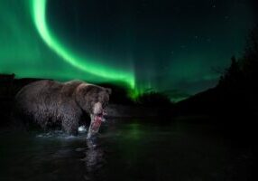 bear in the arctic, location uncertain, for geography of hope by peter mather