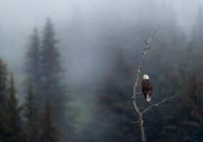 bald eagle rights free unsplash